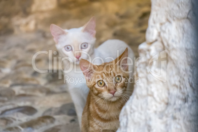 Two cats watching intently