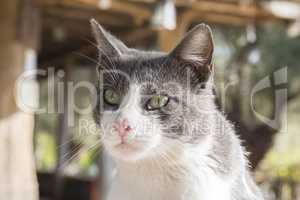 Nice cat, grey and white colors