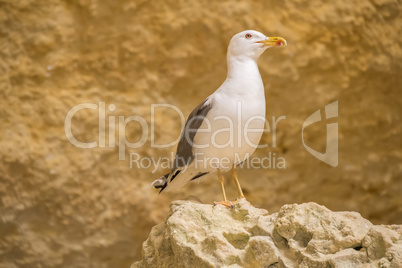 Seagull on a rock watching