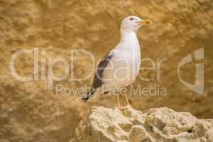 Seagull on a rock watching