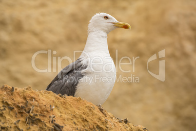 Seagull on a rock watching