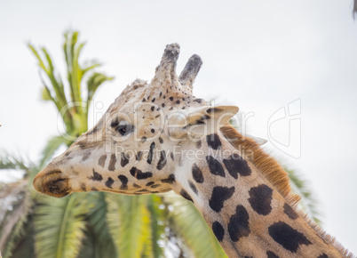 Giraffa camelopardalis, Giraffe
