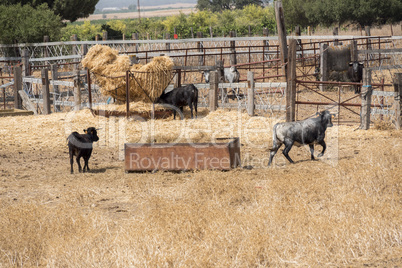 Farm bullring in Seville, Spain