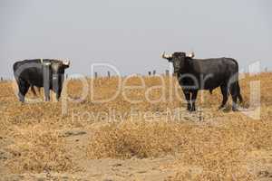 Farm bullring in Seville, Spain