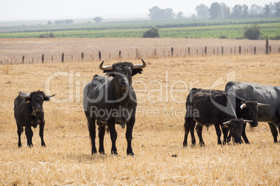 Farm bullring in Seville, Spain