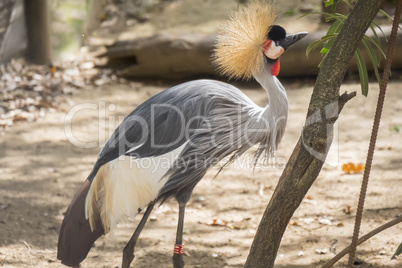 Balearica regulorum, Grey crowned crane