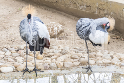 Balearica regulorum, Grey crowned crane