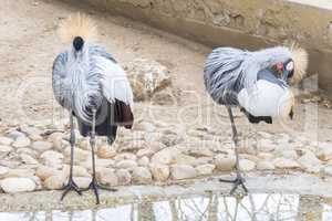 Balearica regulorum, Grey crowned crane