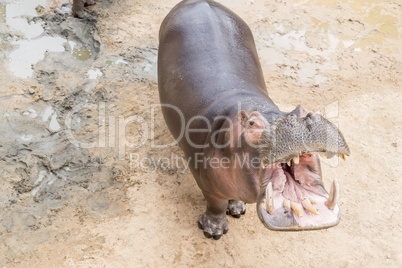 Hippopotamus amphibius