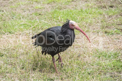 Gerunticus eremita, Northern bald ibis