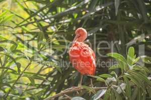 Eudocimus ruber, Scarlet ibis
