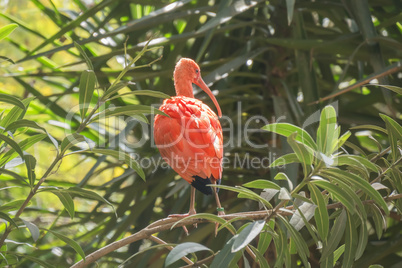 Eudocimus ruber, Scarlet ibis