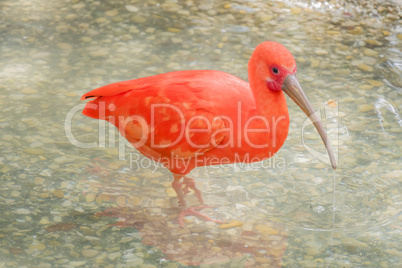 Eudocimus ruber, Scarlet ibis