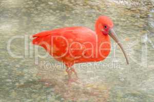 Eudocimus ruber, Scarlet ibis