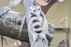 Lemur catta, Ring-tailed lemur