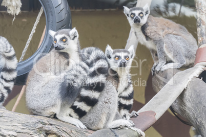 Lemur catta, Ring-tailed lemur