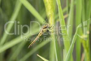 Dragonfly perched on a leaf