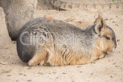 Dolichotis patagonum, Patagonian mara