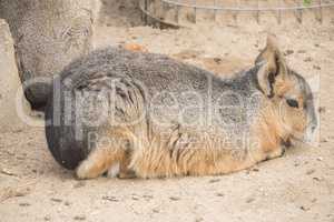 Dolichotis patagonum, Patagonian mara