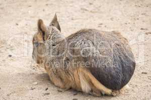 Dolichotis patagonum, Patagonian mara