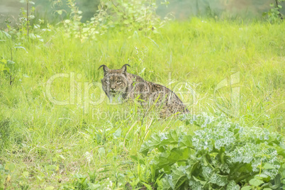 Lynx pardinus, Iberian lynx