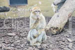 Macaca sylvanus, Barbary macaque