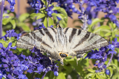 Butterfly pollinating flowers of a sage plant