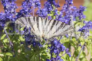 Butterfly pollinating flowers of a sage plant