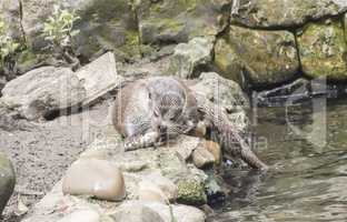 Lutra lutra, European otter
