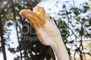 Head of a white Chinese Goose