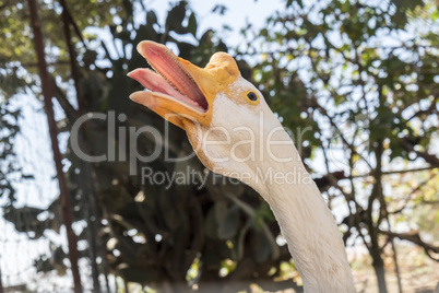 Head of a white Chinese Goose