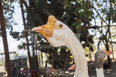 Head of a white Chinese Goose