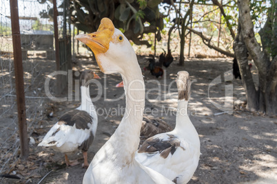 Head of a white Chinese Goose