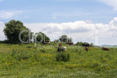 Bulls grazing in the field