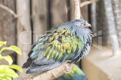 Caloenas nicobarica, Nicobar pigeon