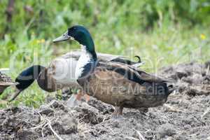 Ducks in the field