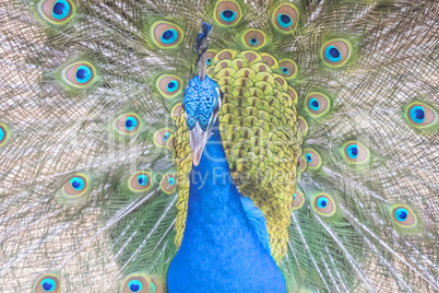 Pavo cristatus, Indian peafowl