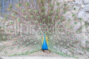 Pavo cristatus, Indian peafowl