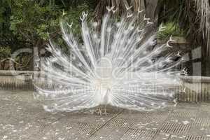 White peafowl,  Indian Peafowl
