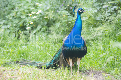 Peacock male in the field (Indian peafowl, blue peafowl or Pavo