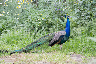 Peacock male in the field (Indian peafowl, blue peafowl or Pavo