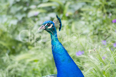 Peacock male in the field (Indian peafowl, blue peafowl or Pavo
