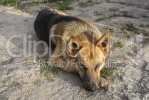 German Shepherd resting relaxed