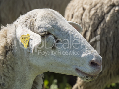 Flock of sheep in the field