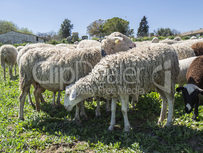 Flock of sheep in the field