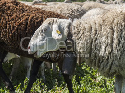 Flock of sheep in the field