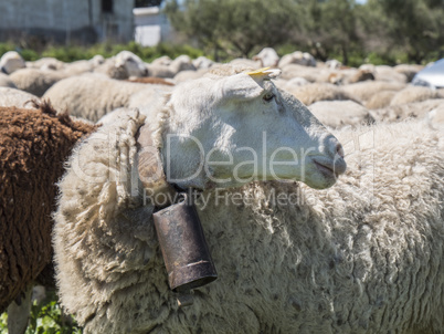 Flock of sheep in the field