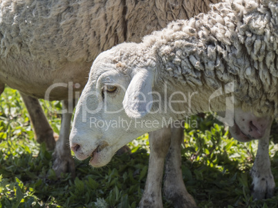 Flock of sheep in the field