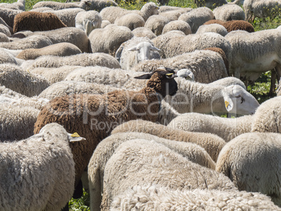 Flock of sheep in the field