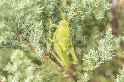 Grasshoppers remaining in a plant, Acrididae